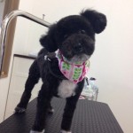 プードル　シナモちゃん２６７